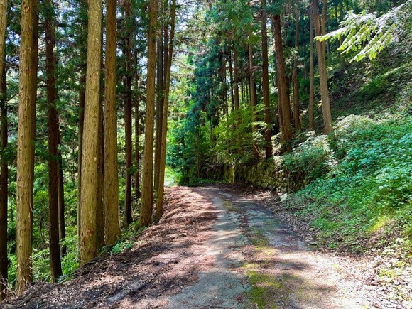 【画像】東京の林道に哀しい看板が設置されてしまう