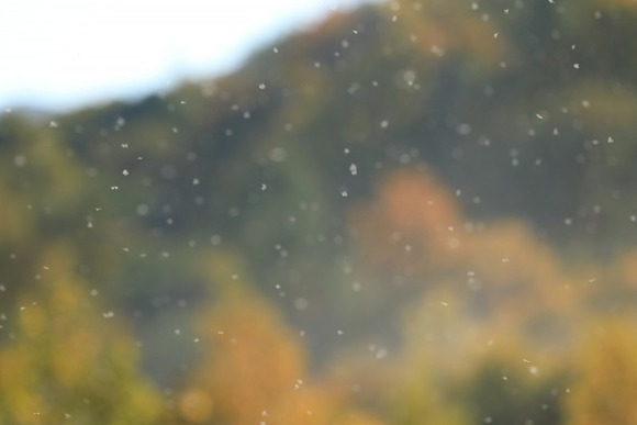 道外J民に雪虫がどれだけ鬱陶しいかを教えたるわ