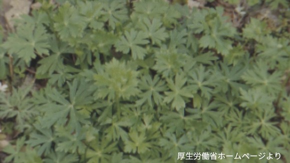 ｢トリカブト｣を食べた男性が一時意識不明 自分で摘んで“卵とじ”に…