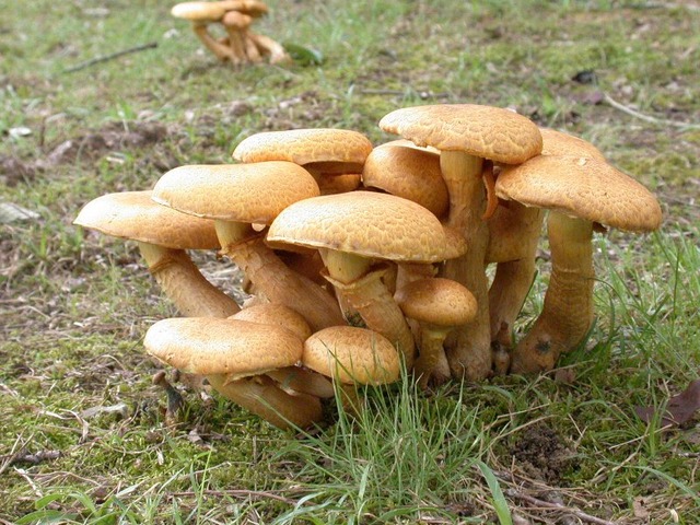 76