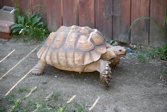 飼い主不明の「カメ」を県職員が誤って冷凍庫で殺処分！のちに飼育中のカメだったと発覚し損害賠償