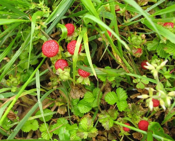 ヘビイチゴ