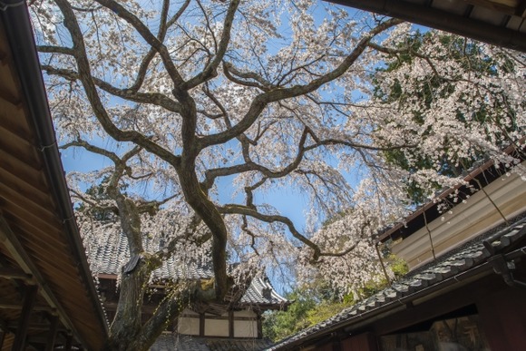 【朗報】昔の日本人「春は桜を愛で山菜を堪能し、夏は打ち水山に海、秋は紅葉冬は美味…」←これ