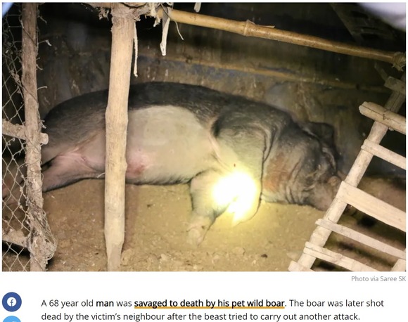 【悲報】体重120キロのイノシシが突然大暴れ！愛情を込めて育てていた飼い主が死亡
