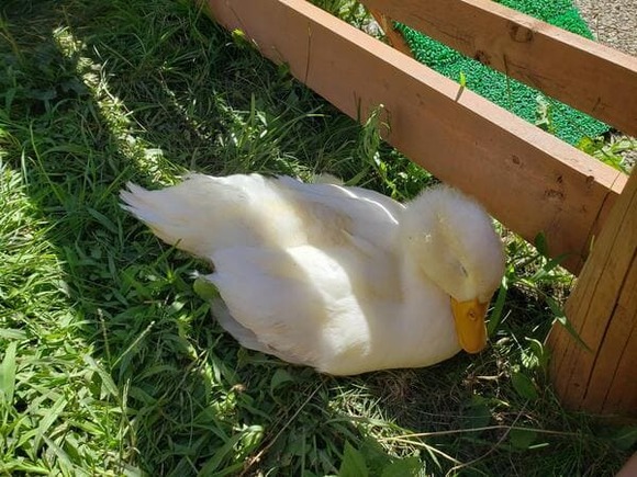 2712