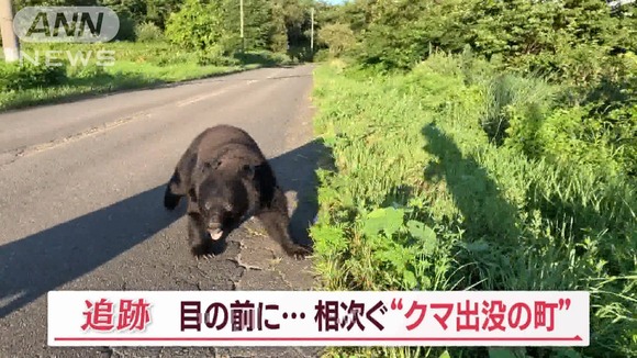 クマの群れ、人間に話し合いを要請「窓を割らないので牛の餌を分けて欲しい」
