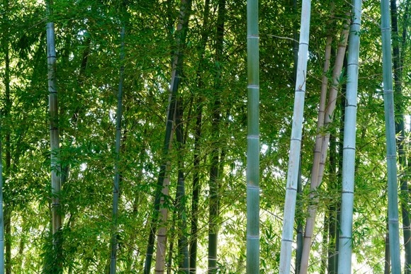 「不吉の前兆」の竹が開花！120年に一度しか咲かない花のに…淡路島で