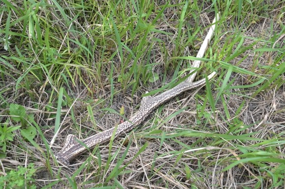 趣味ハンターが山で葉巻を一服中だけどなんか質問ある？