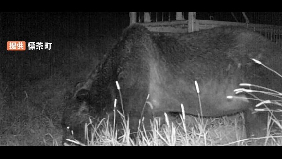 【OSO18対策会議】どうすれば知能の高い巨大クマを始末できるのか