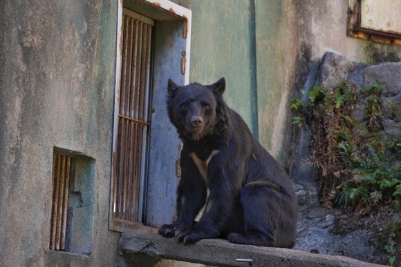 【絶望の秋田】玄関を開けた所、玄関前にクマが待機
