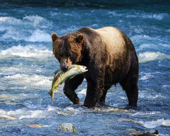 【北海道石狩市】「クマがサケを持って行った」釣り人からの110番通報…カゴの中のサケが1匹減る