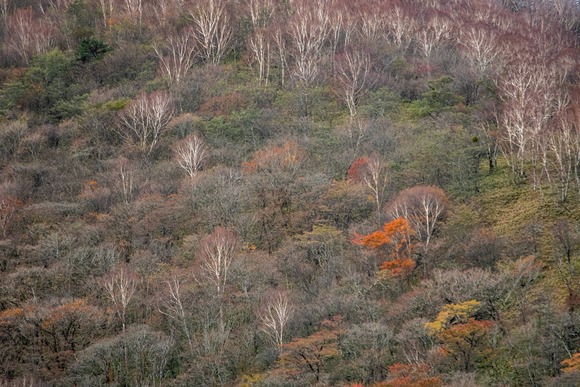 【画像】いい天気だから紅葉見たくておでかけしたった