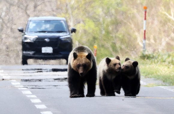 【朗報】人間様、1年で北海道のヒグマを１０００頭射殺