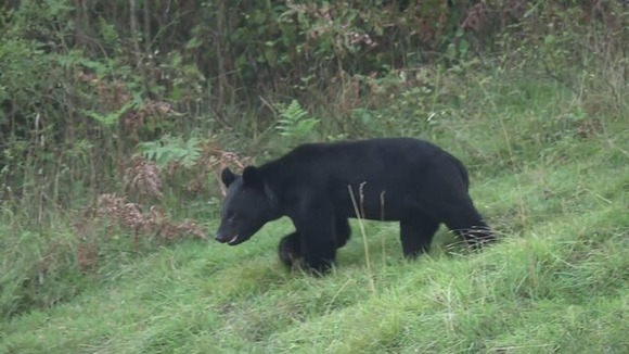 専門家「クマが出る！山に入る時はヘルメットをかぶって！」