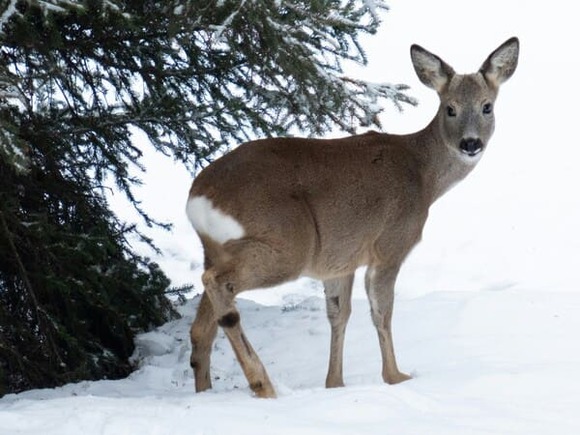 クマ大量出没の元凶は鹿だった！ 「熊を駆除するだけじゃ意味がない」スゴ腕ハンターが解説　“ブナ大凶作”の原因とも