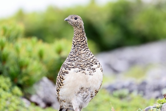 中央アルプスのライチョウって結局どうなったの？