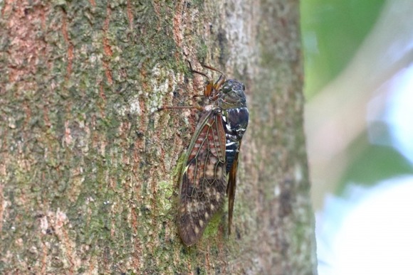 どのセミが多いかでその地域の都会度がわかることが判明ｗｗｗｗｗｗｗｗｗｗｗｗｗｗｗｗｗ