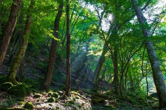 山で「ダイレンジャー」の名乗りの練習してたら職質されたが？