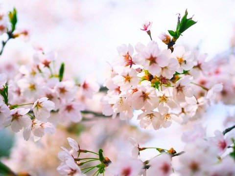 桜