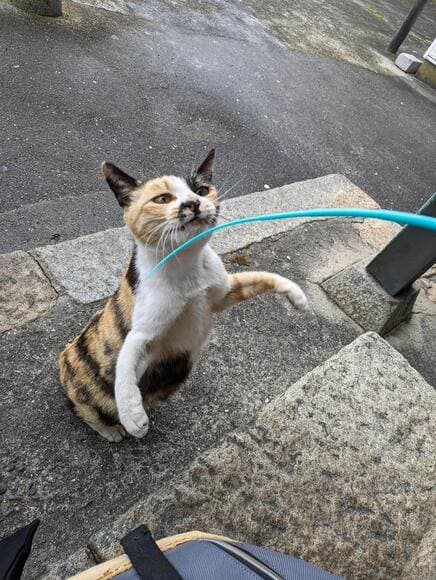 231