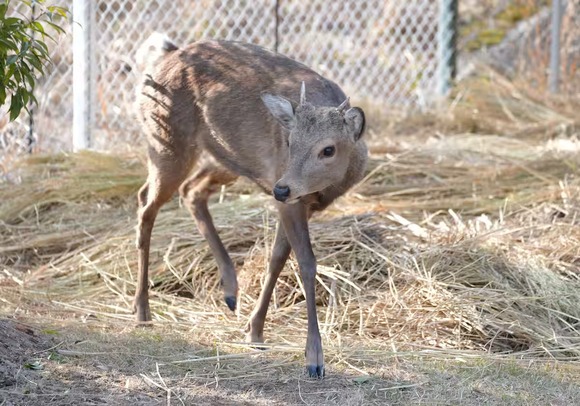 【お幸せに】大阪の迷いシカ　新天地、能勢温泉のキャンプ施設に移送　担当者「幸せに過ごしてほしい」