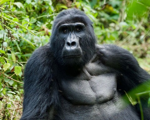 gorilla