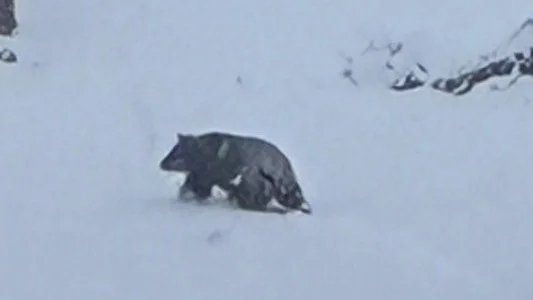 クマに雪かき中に襲われる　温泉街の店の前で…78歳男性が血を流して倒れる　顔などにけが　長野・野沢温泉村