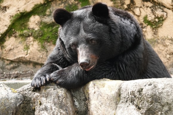 罠にかかった2頭の子グマを見に行った40代男性、親グマに襲われ負傷