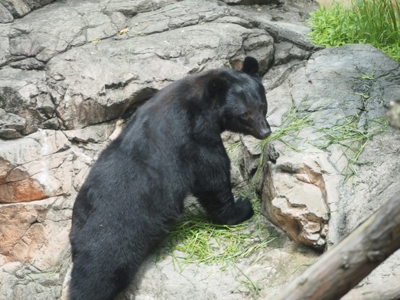 野生のクマに人が次々に襲われてるのに「熊を殺すな」とクレーム入れる奴
