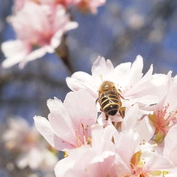 【画像】冬桜が咲いてた