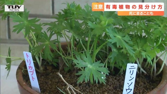 「食べられそうだ」「見たことがある」は危険！山菜採りでの有毒植物 過去には死者も