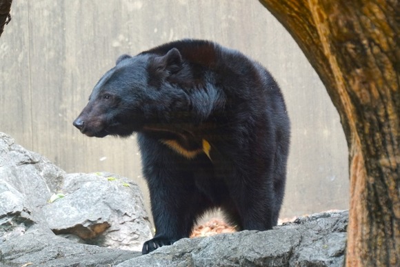 【福井市】「クマが家の中に…」玄関のガラス破り侵入か、住宅内で捕殺