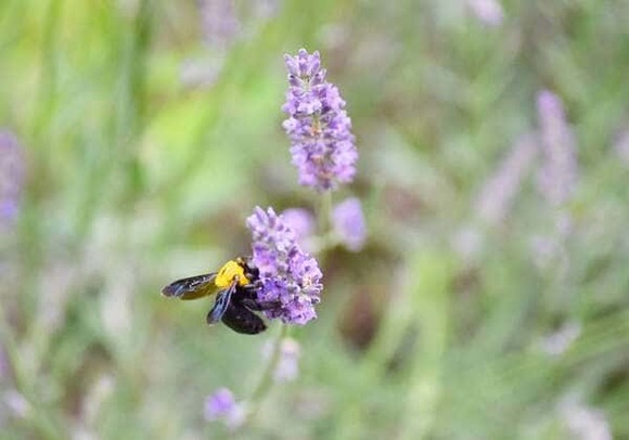 【画像】クマバチ見っけた