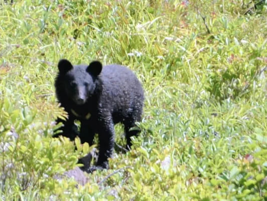 クマに襲われたとみられる犠牲者、今年度９人目に…「人を見ても逃げなくなった」「キノコ採りやめる」