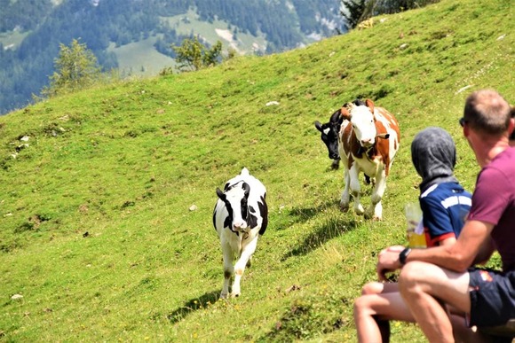 cow (1)