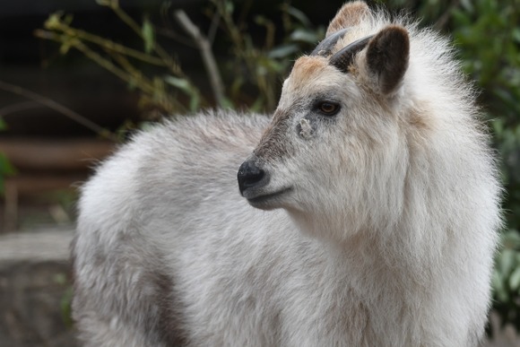 「誰が、鹿や。」　ニホンカモシカが静かな怒り→ポスターの“衝撃の事実”に謝罪続々　「失礼しました」「ごめんなさい」