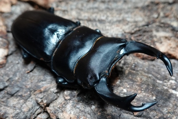 「オオクワガタ」とかいうカッコ良すぎる生き物