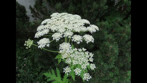 【北海道】猛毒植物『バイカルハナウド』か…北大構内に続き、札幌市のサイクリングロードでも発見　市は根元から除去