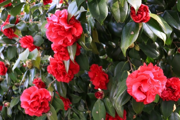 彼女「あ、椿咲いてる！」ワイ「ほんとだ、南蛮紅だね」