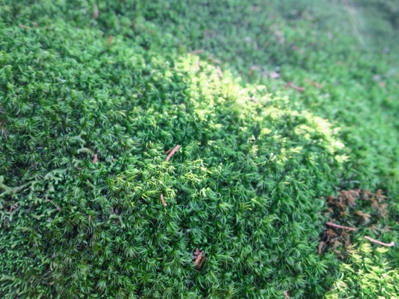 実家に山の水流れてて苔が無限に生えてるんだけど