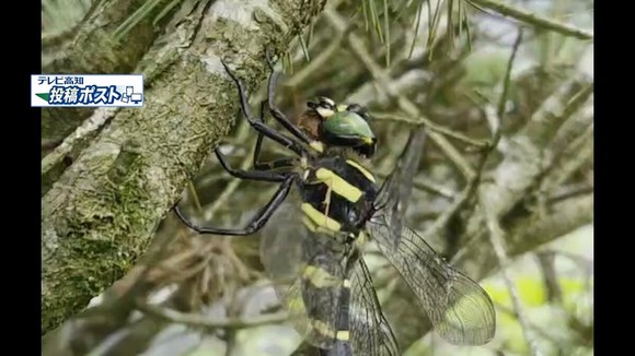 オニヤンマはスズメバチを捕まえて食うんだよな