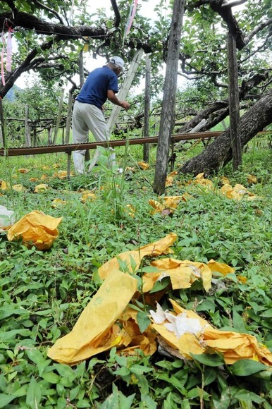 【兵庫】ナシ2万5千個ペロリ！クマの食害深刻　「全滅だ。１個も残っとらん」