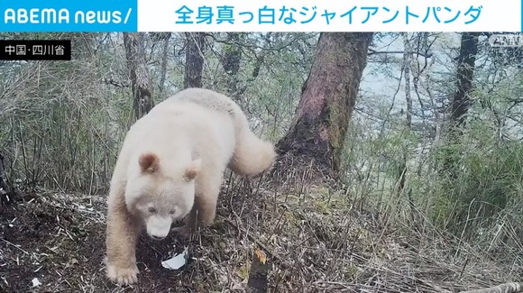 【動画】「遺伝子の突然変異かも」全身が真っ白なジャイアントパンダ
