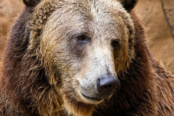 猟友会「あの斜面が遮蔽物にならないんだったらもう撃てるとこない」　ワイ（言うても低いんやろ）