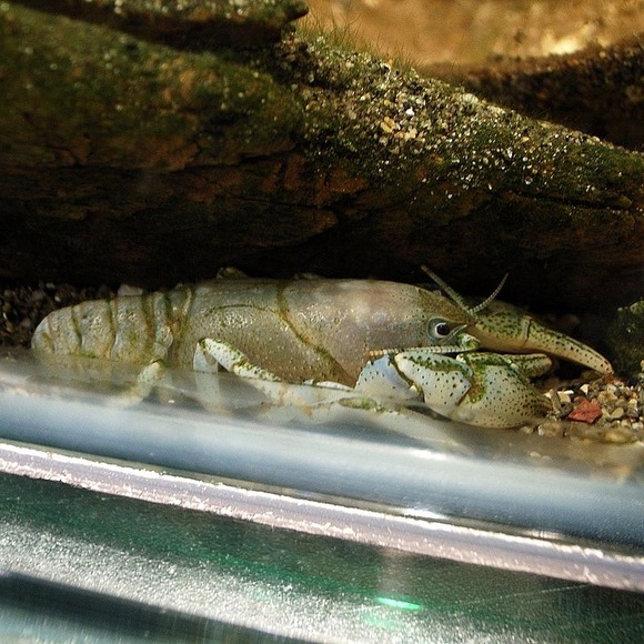 ニホンザリガニ