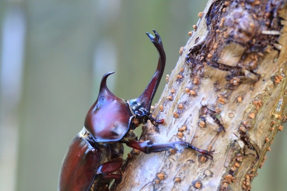 【動画】有名ニコ生主さん、カブトムシを生で食べてしまう…