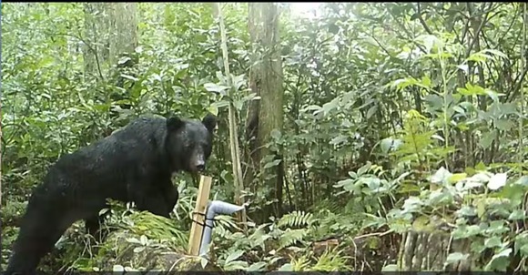 「関門海峡突破させるな」クマの生息域拡大に警戒の声　九州で絶滅も山口県多数目撃