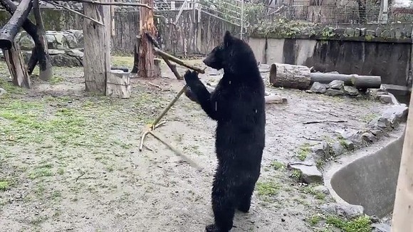 ツキノワグマ