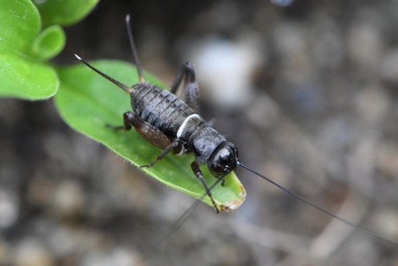コオロギ（昆虫食）を突然政府や企業がゴリ押し始めた理由、誰も説明できない…