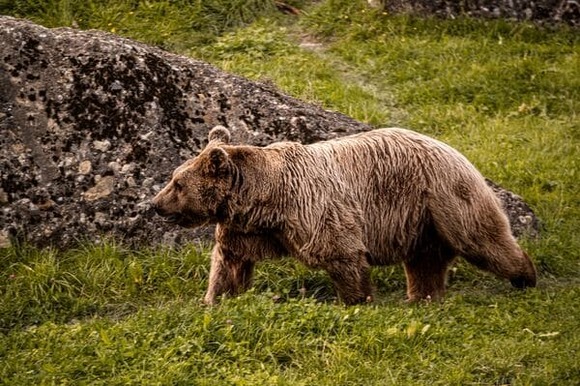【北海道】クマ死骸に“刃物傷” 消防士襲撃と同一個体か…近くに土や枯れ葉がかけられた男性の遺体